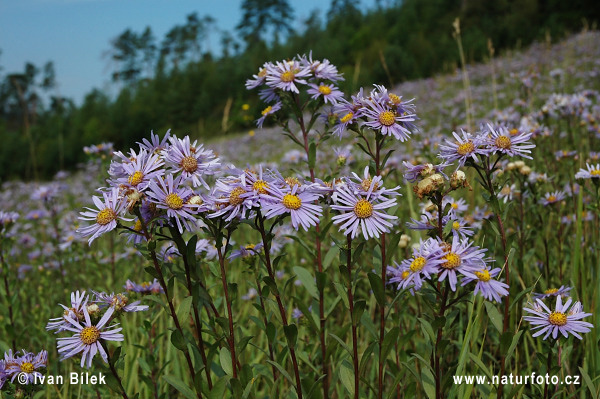 Astra kopcová (Aster amellus)