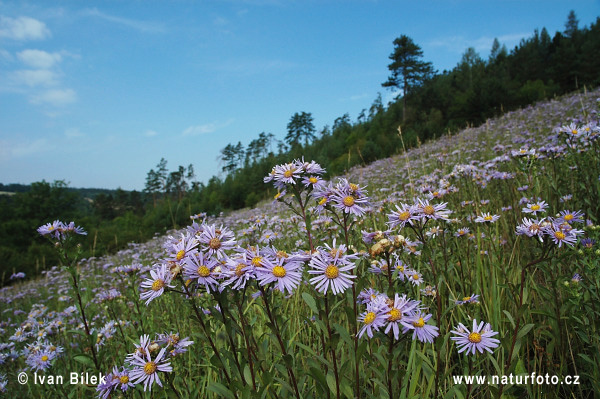 Astra kopcová (Aster amellus)