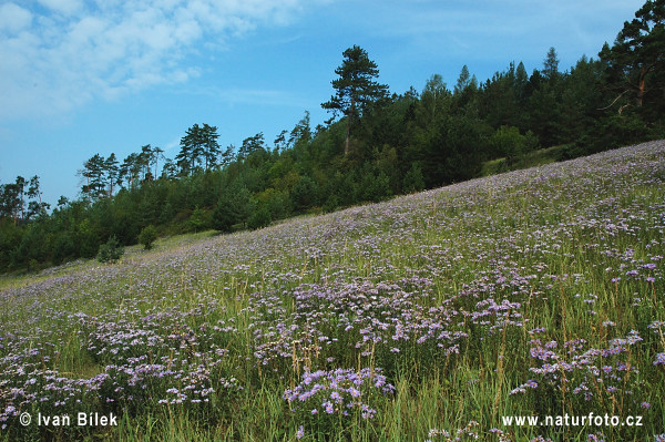 Astra kopcová (Aster amellus)