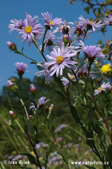 Astra kopcová (Aster amellus)