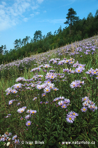 Astra kopcová (Aster amellus)