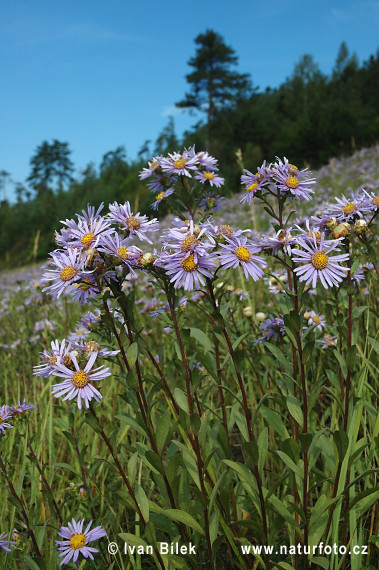 Astra kopcová (Aster amellus)