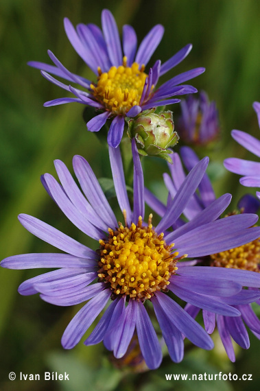 Astra kopcová (Aster amellus)