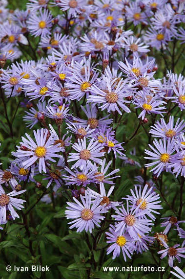 Astra kopcová (Aster amellus)