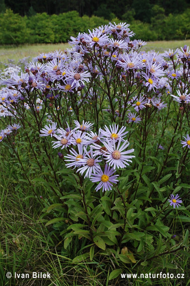 Astra kopcová (Aster amellus)