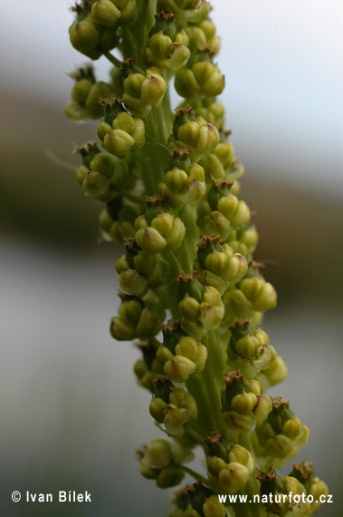 Barička prímorská (Triglochin maritima)