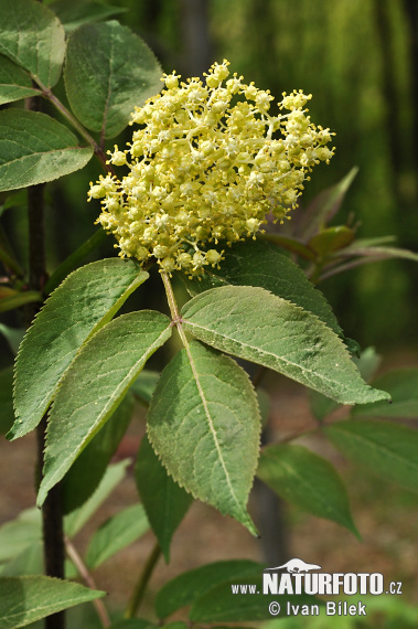 Baza červená (Sambucus racemosa)