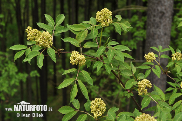 Baza červená (Sambucus racemosa)