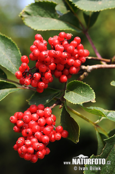 Baza červená (Sambucus racemosa)