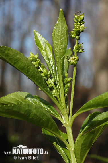 Bažanka trváca (Mercurialis perennis)