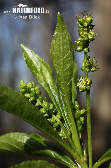 Bažanka trváca (Mercurialis perennis)