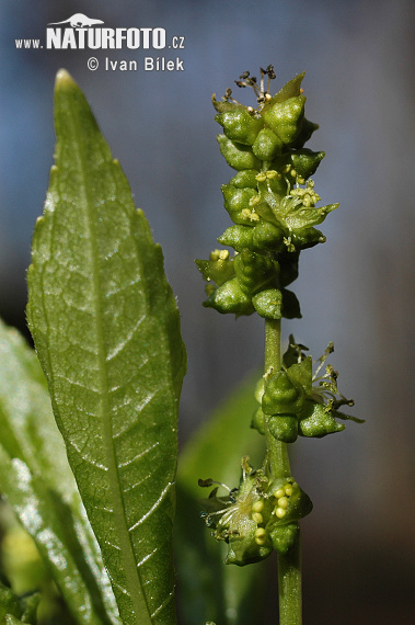 Bažanka trváca (Mercurialis perennis)