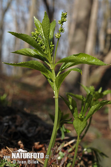 Bažanka trváca (Mercurialis perennis)