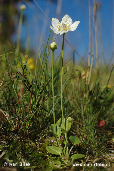 Bielokvet močiarny (Parnassia palustris)