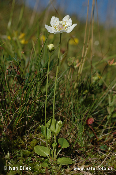 Bielokvet močiarny (Parnassia palustris)