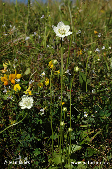 Bielokvet močiarny (Parnassia palustris)