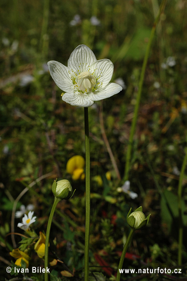 Bielokvet močiarny (Parnassia palustris)