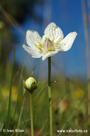 Bielokvet močiarny (Parnassia palustris)