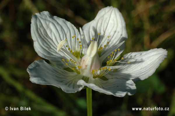 Bielokvet močiarny (Parnassia palustris)