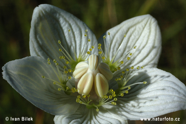 Bielokvet močiarny (Parnassia palustris)