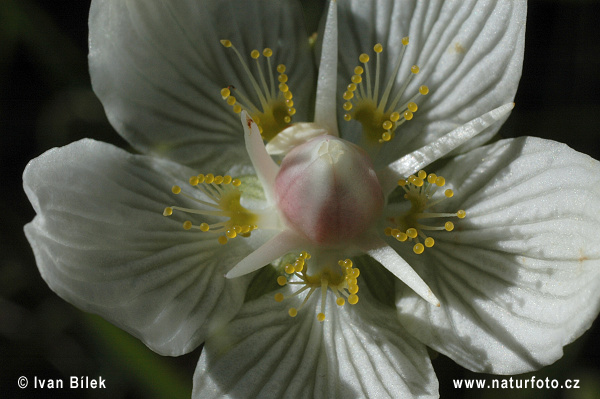 Bielokvet močiarny (Parnassia palustris)