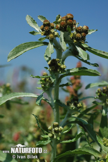 Bielolístok barinný (Gnaphalium uliginosum)