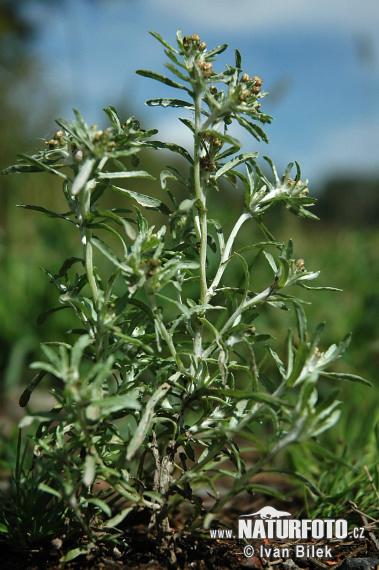 Bielolístok barinný (Gnaphalium uliginosum)