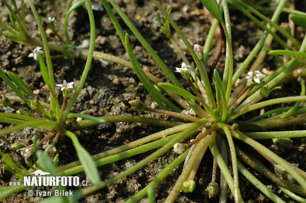 Blatnička vodná (Limosella aquatica)