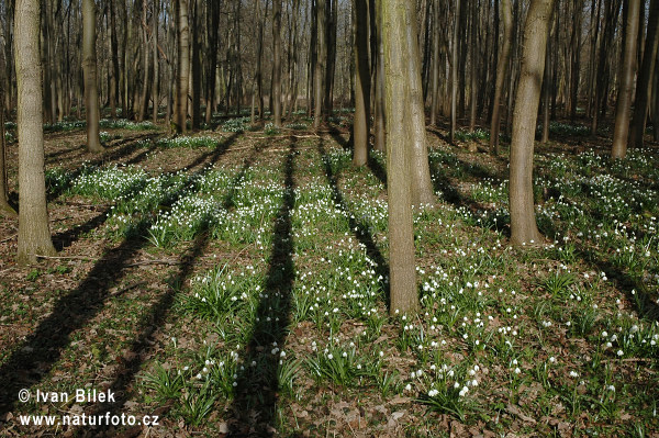 Bleduľa jarná (Leucojum vernum)