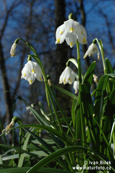 Bleduľa jarná (Leucojum vernum)