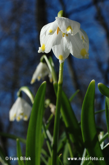 Bleduľa jarná (Leucojum vernum)