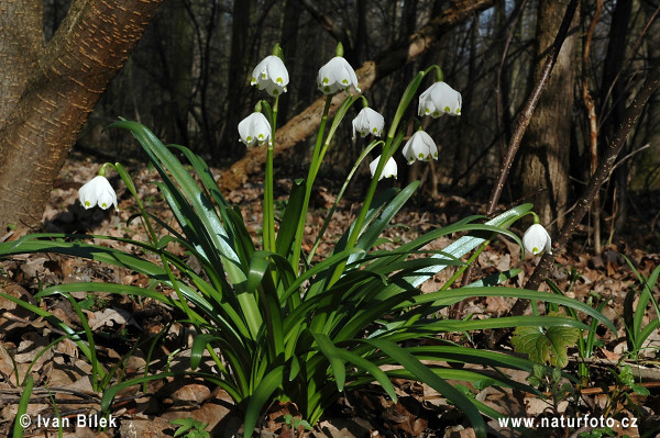 Bledule jarní (Leucojum vernum)