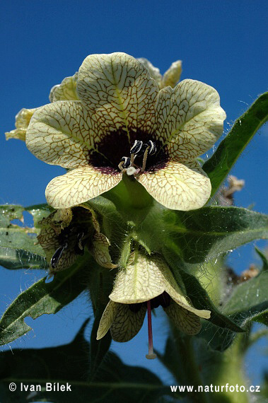 Blen čierny (Hyoscyamus niger)