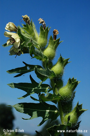 Blen čierny (Hyoscyamus niger)