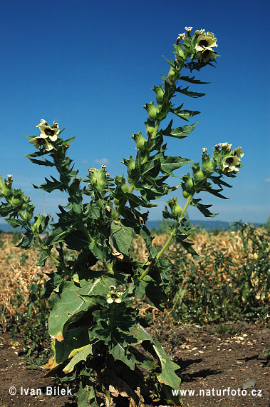 Blen čierny (Hyoscyamus niger)