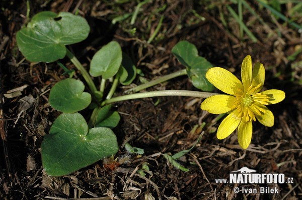 Blyskáč záružľolistý (Ficaria calthifolia)