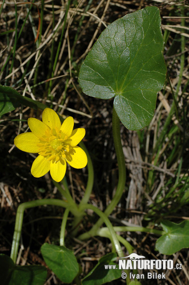 Blyskáč záružľolistý (Ficaria calthifolia)