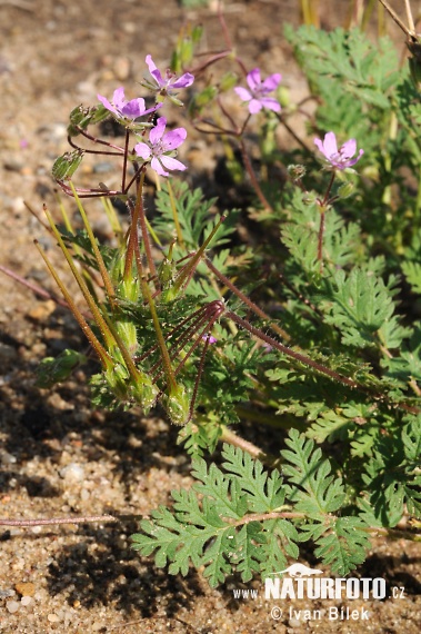 Bocianik rozpukovitý (Erodium cicutarium)