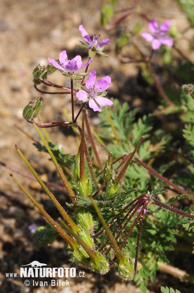 Bocianik rozpukovitý (Erodium cicutarium)