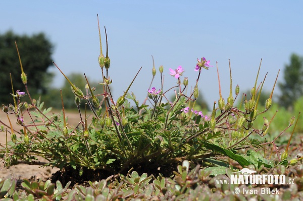 Bocianik rozpukovitý (Erodium cicutarium)