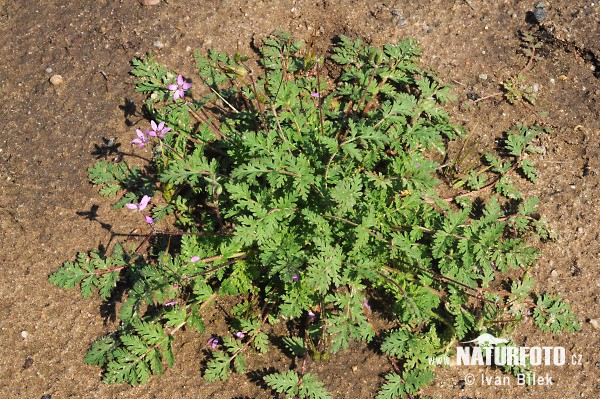 Bocianik rozpukovitý (Erodium cicutarium)