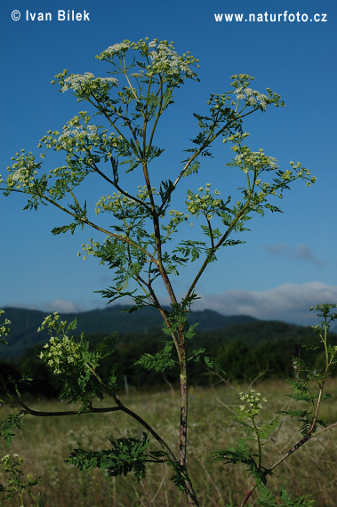 Bolehlav škvrnitý (Conium maculatum)