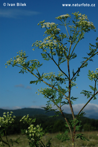 Bolehlav škvrnitý (Conium maculatum)