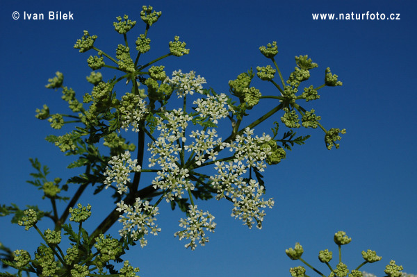 Bolehlav škvrnitý (Conium maculatum)