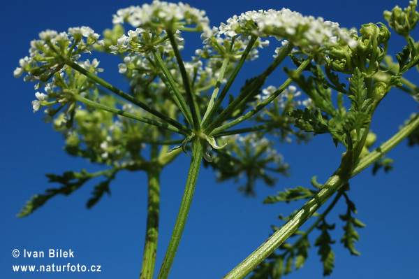 Bolehlav škvrnitý (Conium maculatum)