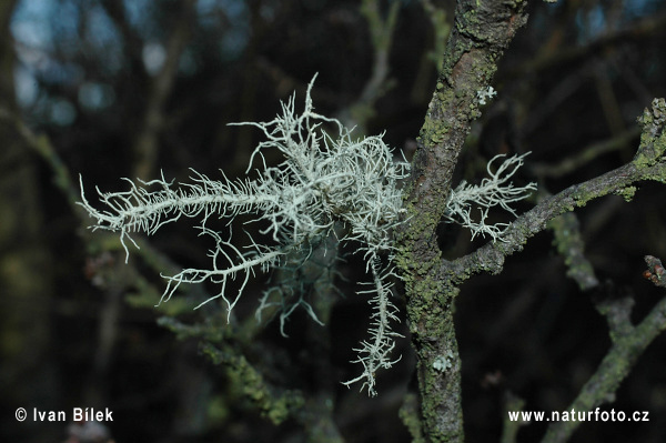 Bradatec srstnatý (Usnea hirta)