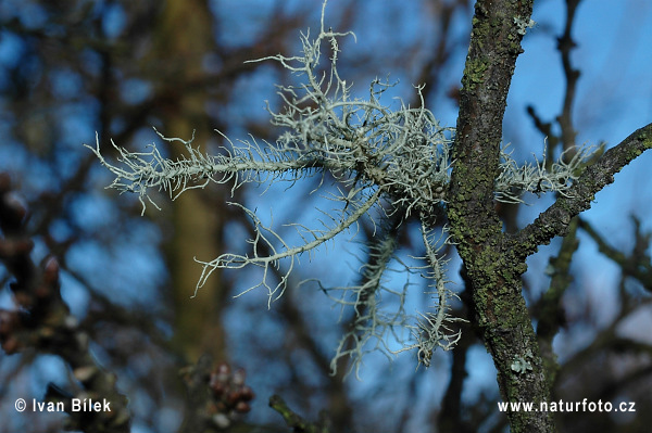 Bradatec srstnatý (Usnea hirta)