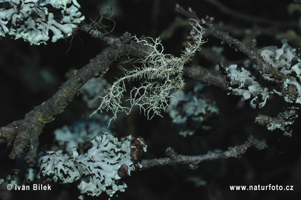 Bradatec srstnatý (Usnea hirta)