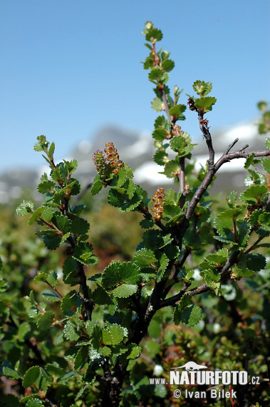 Breza trpasličia (Betula nana)