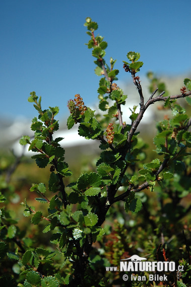 Breza trpasličia (Betula nana)